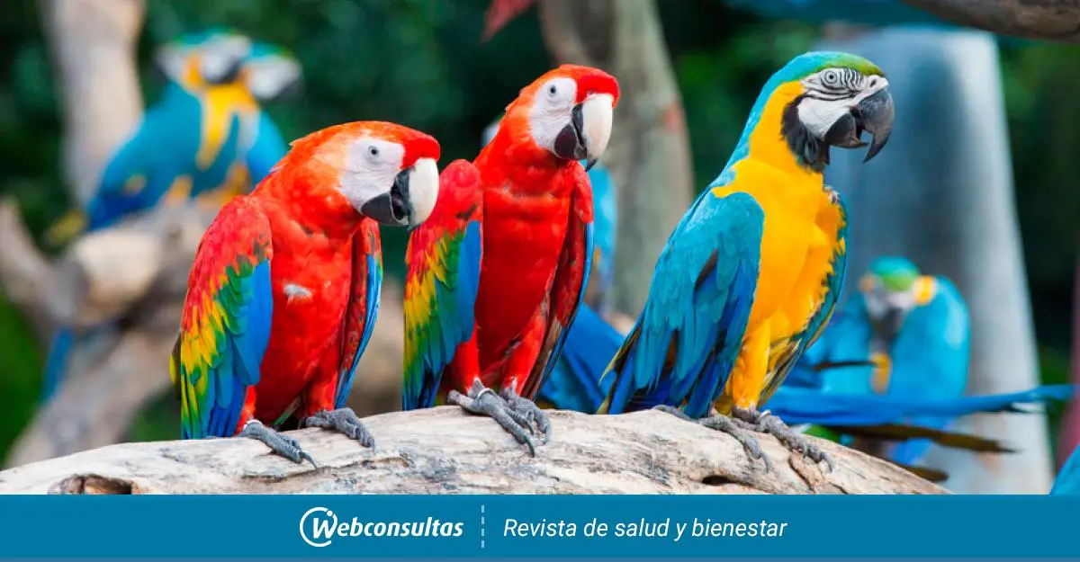 Guacamayo de colores: belleza y significado - Qué significan los colores de la guacamaya guacamayo de colorea - Qué significan los colores de la guacamaya