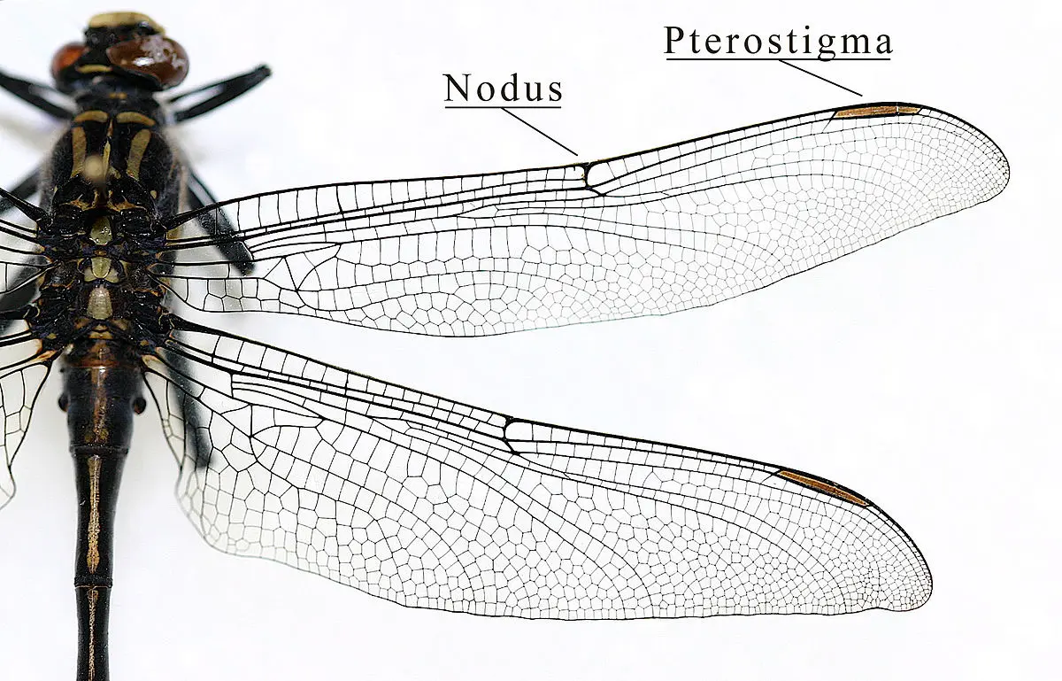 ala de ave y ala de insecto - Qué similitudes encuentras en las alas de un insecto y un ave