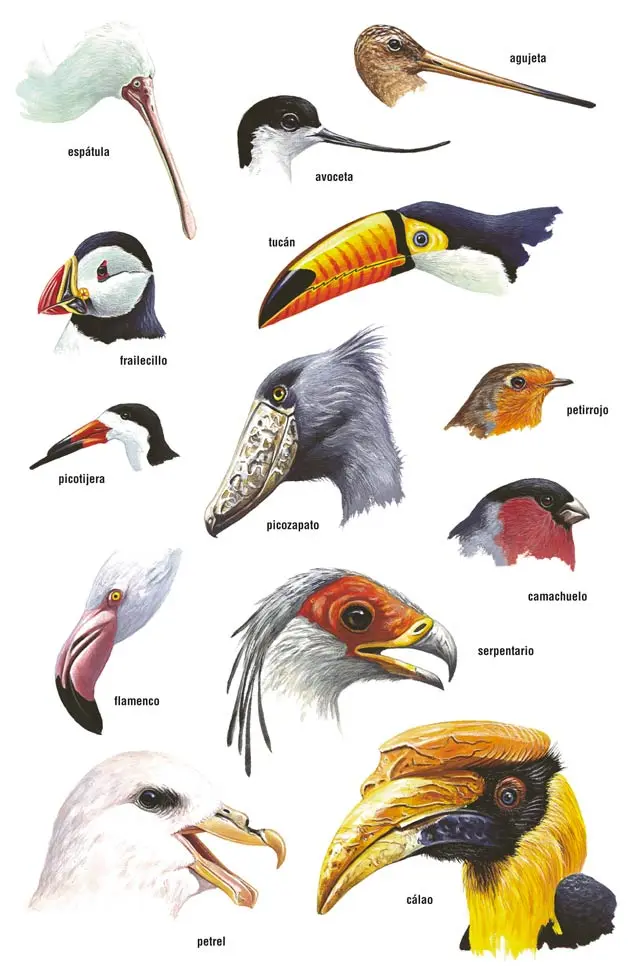 adaptaciones fisiologicas de las aves - Qué son las adaptaciones fisiológicas y ejemplos