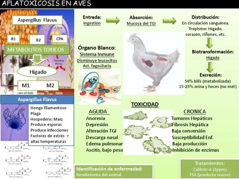 Aflatoxicosis en aves: una amenaza silenciosa - Qué son las aflatoxinas y dónde se encuentran aflatoxicosis en aves - Qué son las aflatoxinas y dónde se encuentran