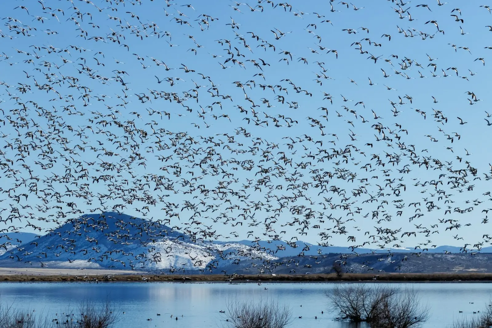 por qué razón migran las aves - Qué son las aves migratorias para niños