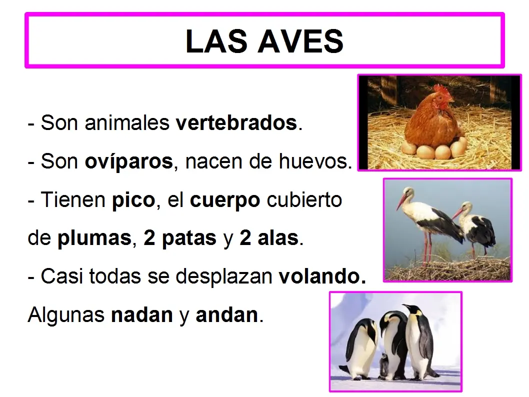 característica de aves - Qué son las aves y ejemplos
