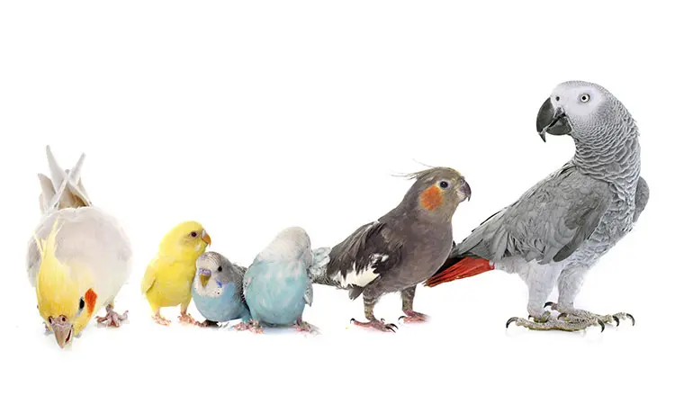 Enfermedades más comunes en aves - Qué son las enfermedades carenciales en aves enfermedades mas comunes en aves - Qué son las enfermedades carenciales en aves