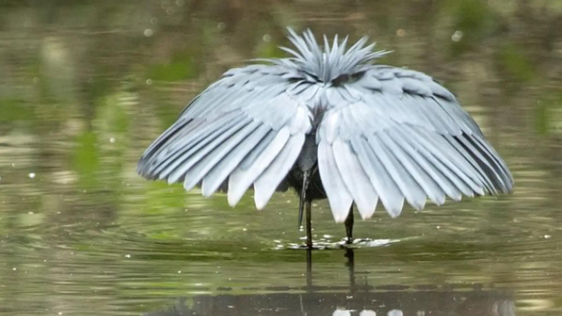 aves garza negra - Qué son las garzas negras