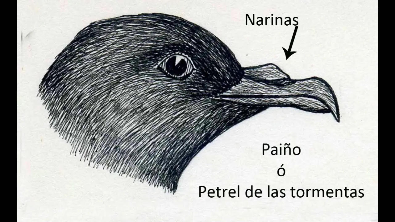 narinas aves - Qué son las narinas en las aves