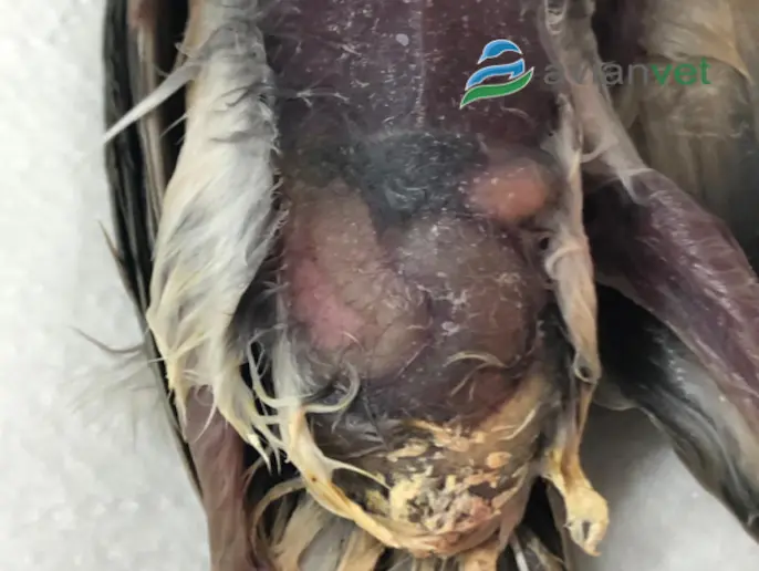 Análisis de Daño Hepático en Aves - Qué son los analisis de función hepatica analisis de daño hepatico en aves - Qué son los analisis de función hepatica