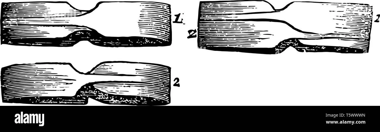 anillos traqueales en aves - Qué son los anillos traqueales