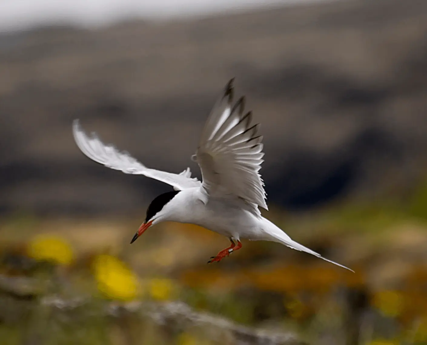 azores aves - Qué son los Azores animal