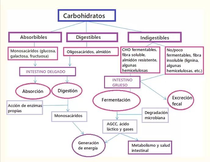 digestion de carbohidratos en aves - Qué son los carbohidratos en aves