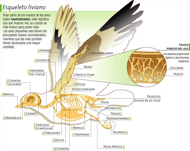 aves huesos huecos - Qué son los huesos huecos