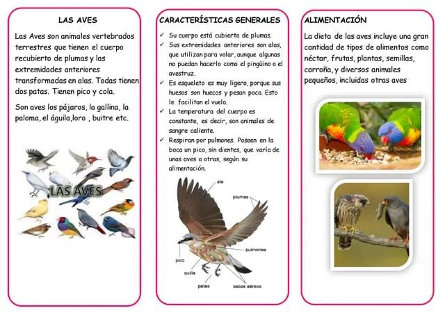 alimentacion de las aves para niños - Qué son los pájaros Herbivoros o carnivoros