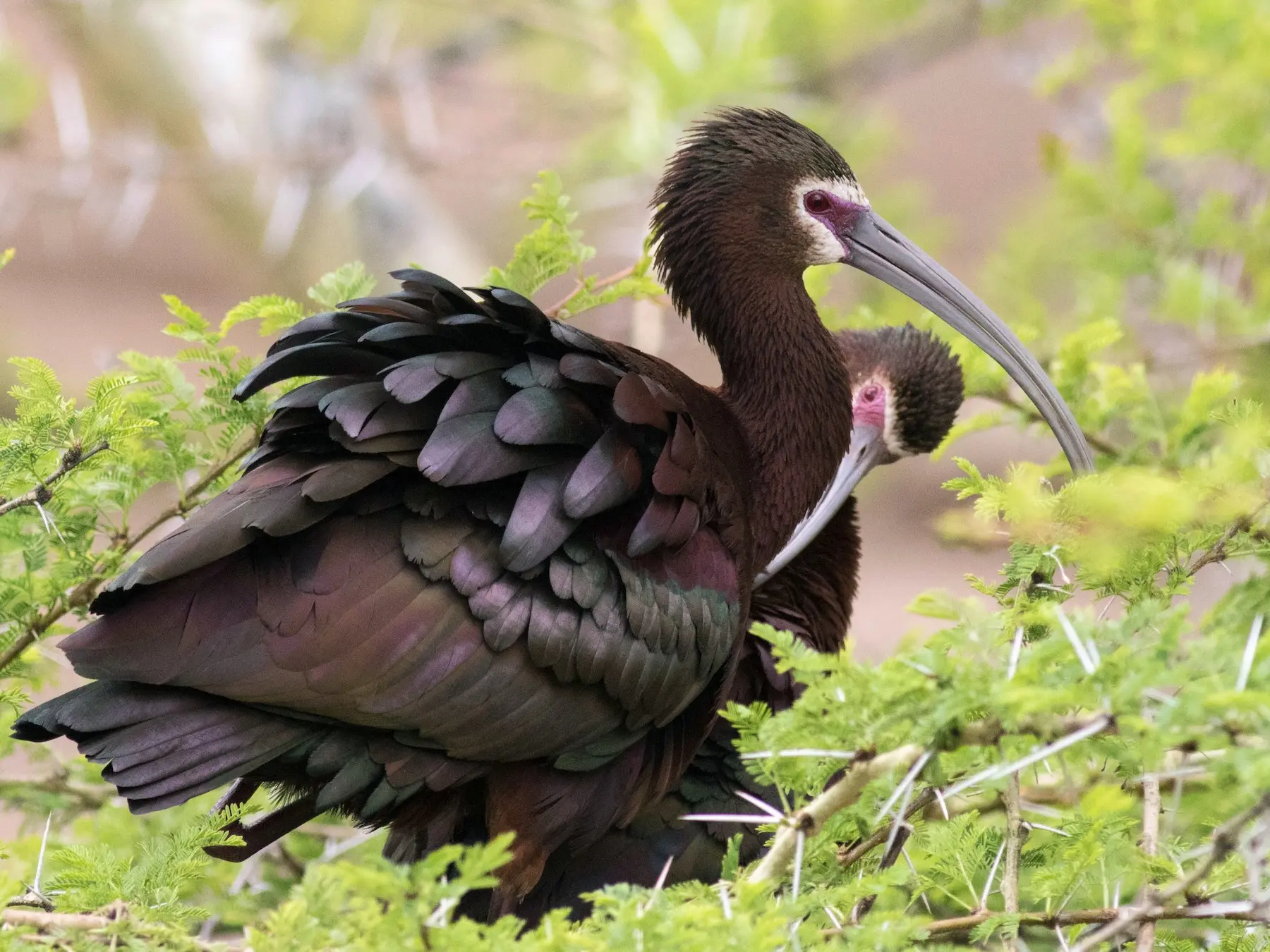 pajaro de pantano - Qué son los Pantanos de Villa