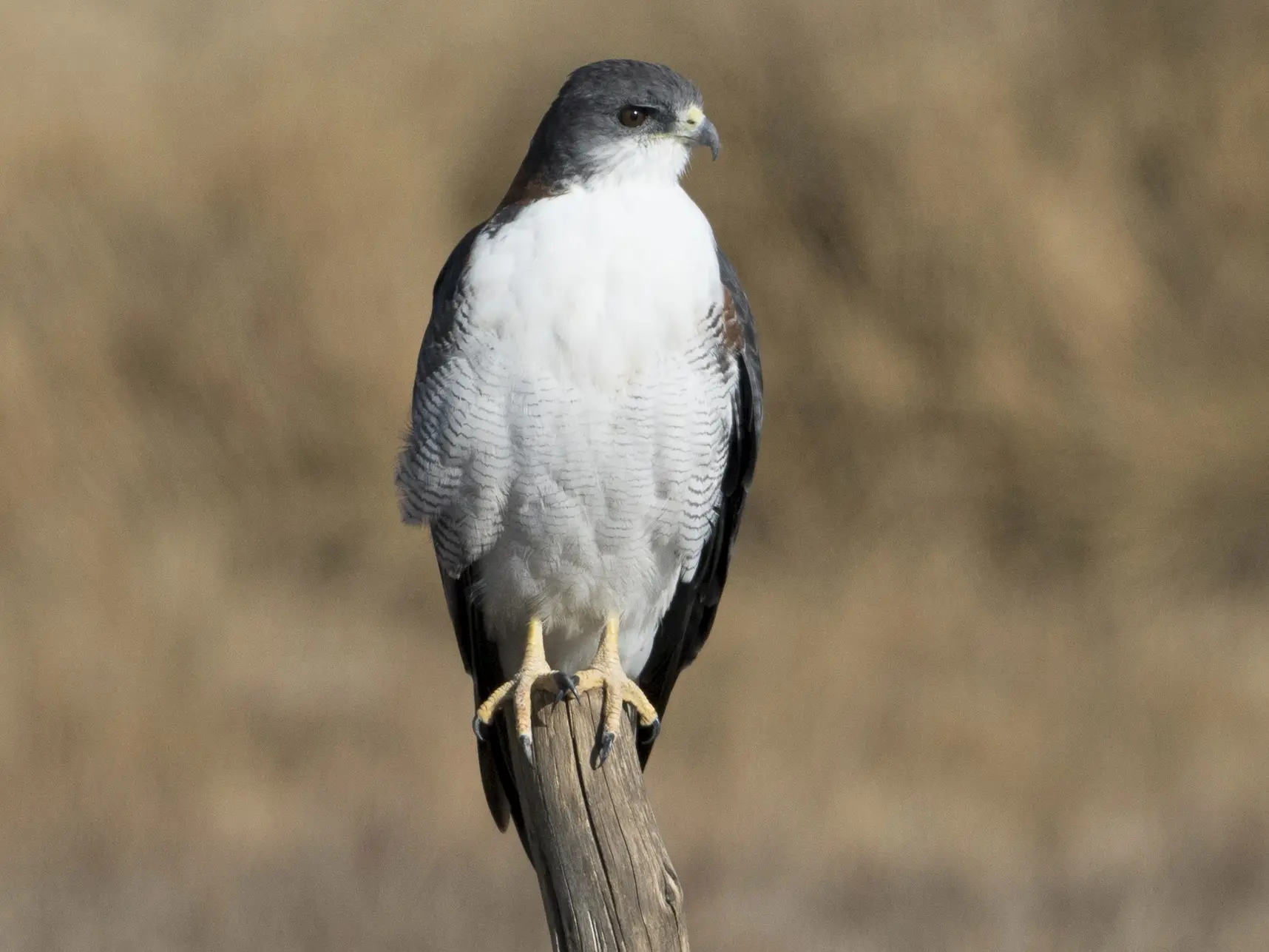 Aguilucho Ave Argentina: Características y Comportamiento - Qué tamaño tiene el aguilucho aguilucho ave argentina - Qué tamaño tiene el aguilucho