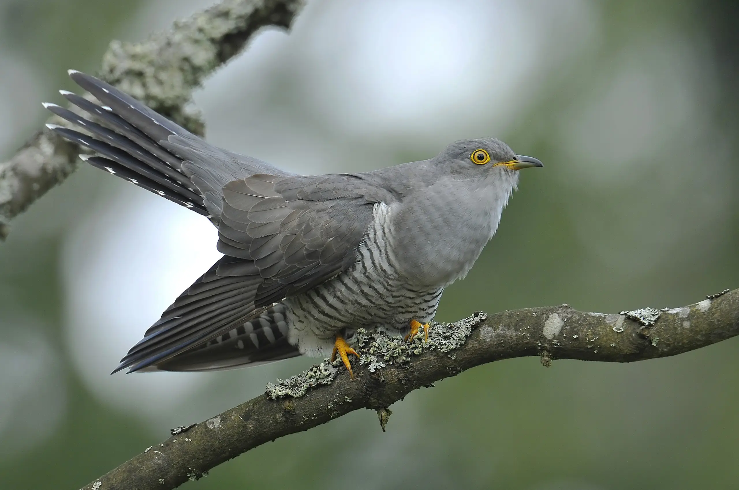 cuco pajaro tamaño - Qué tamaño tiene el cuco