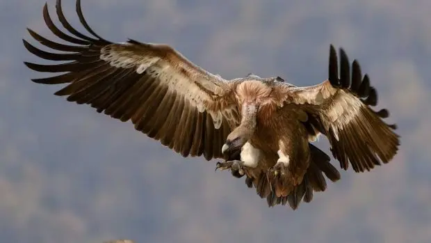 que ave vuela mas alto el condor o el aguila - Qué tan alto puede volar un águila