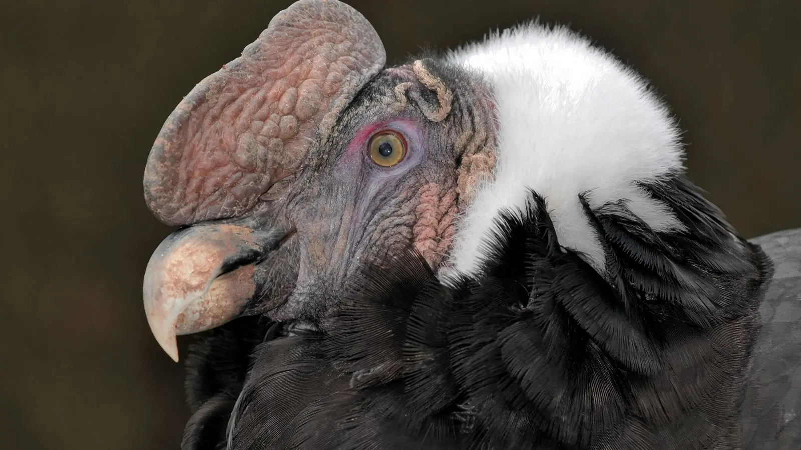 ave condor de los andes - Qué tan alto vuela el cóndor de los Andes