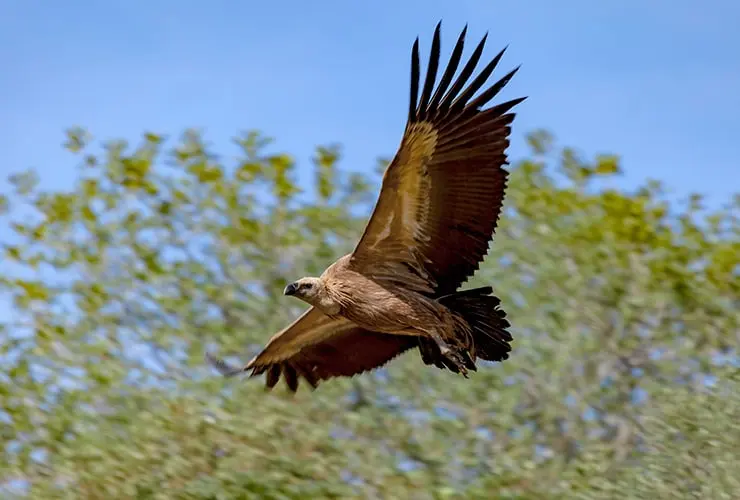 cual es el ave mas poderosa del mundo - Qué tan peligrosa es el águila arpía