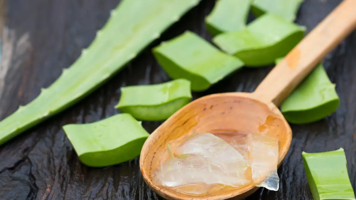 aloe vera en aves - Que tiene adentro el aloe vera