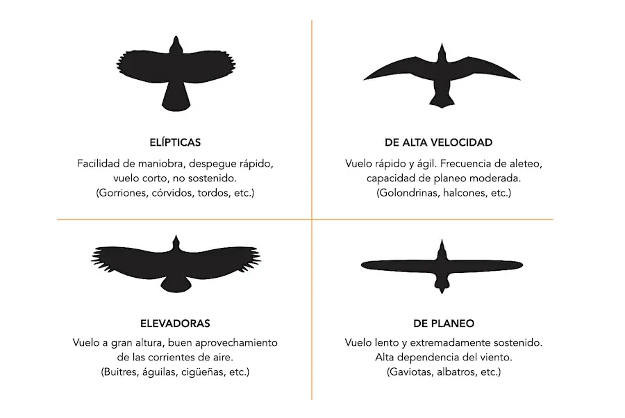 analogia del pajaro de dos alas - Que tienen en comun Cuba Puerto Rico y Republica Dominicana