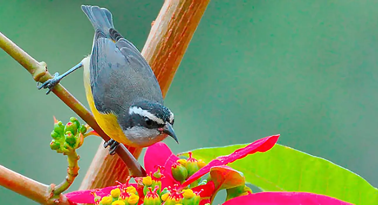 que tienen en comun las aves - Que tienen en común las aves y los murciélagos