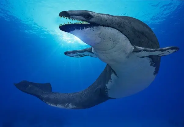 la ballena y los murciélagos pertenecen a las aves - Que tienen en común los murciélagos y las ballenas