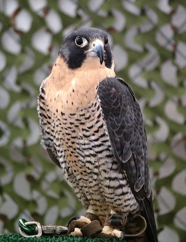 Aves rapaces de México: Las especies más emblemáticas - Qué tipo de águilas hay en México aves rapaces de mexico - Qué tipo de águilas hay en México