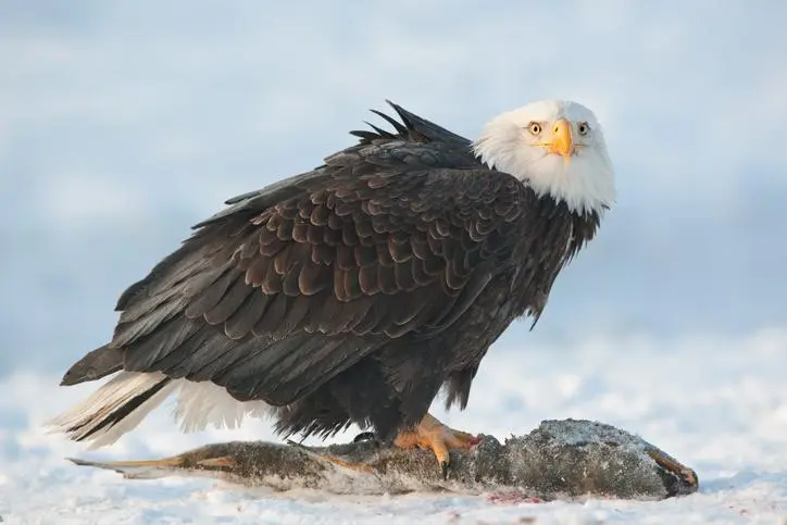 alimentacion de las aguilas aves - Qué tipo de alimentación tiene el águila