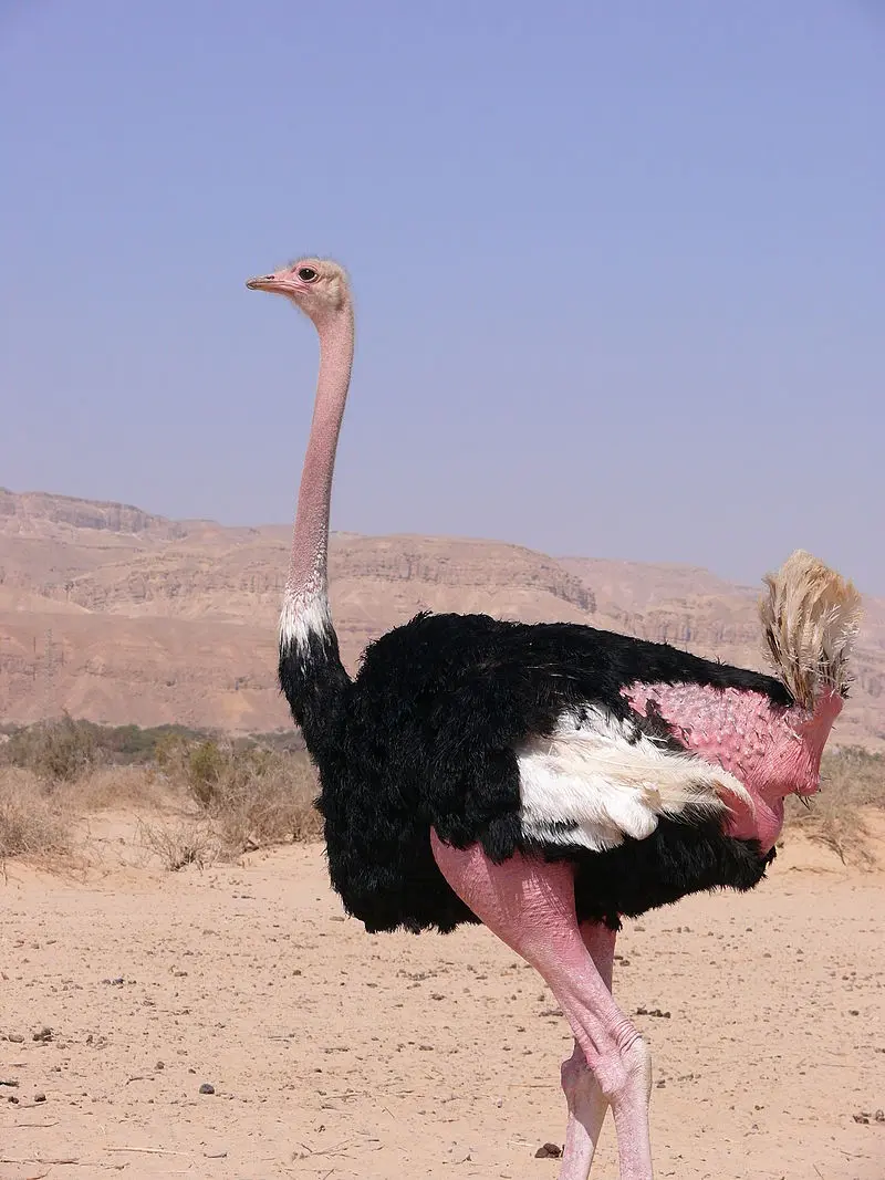 a que grupo de aves pertenece el avesrtuz - Qué tipo de animal es el avestruz según su alimentacion