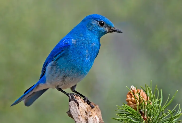 azulejo ave - Qué tipo de animal es el azulejo