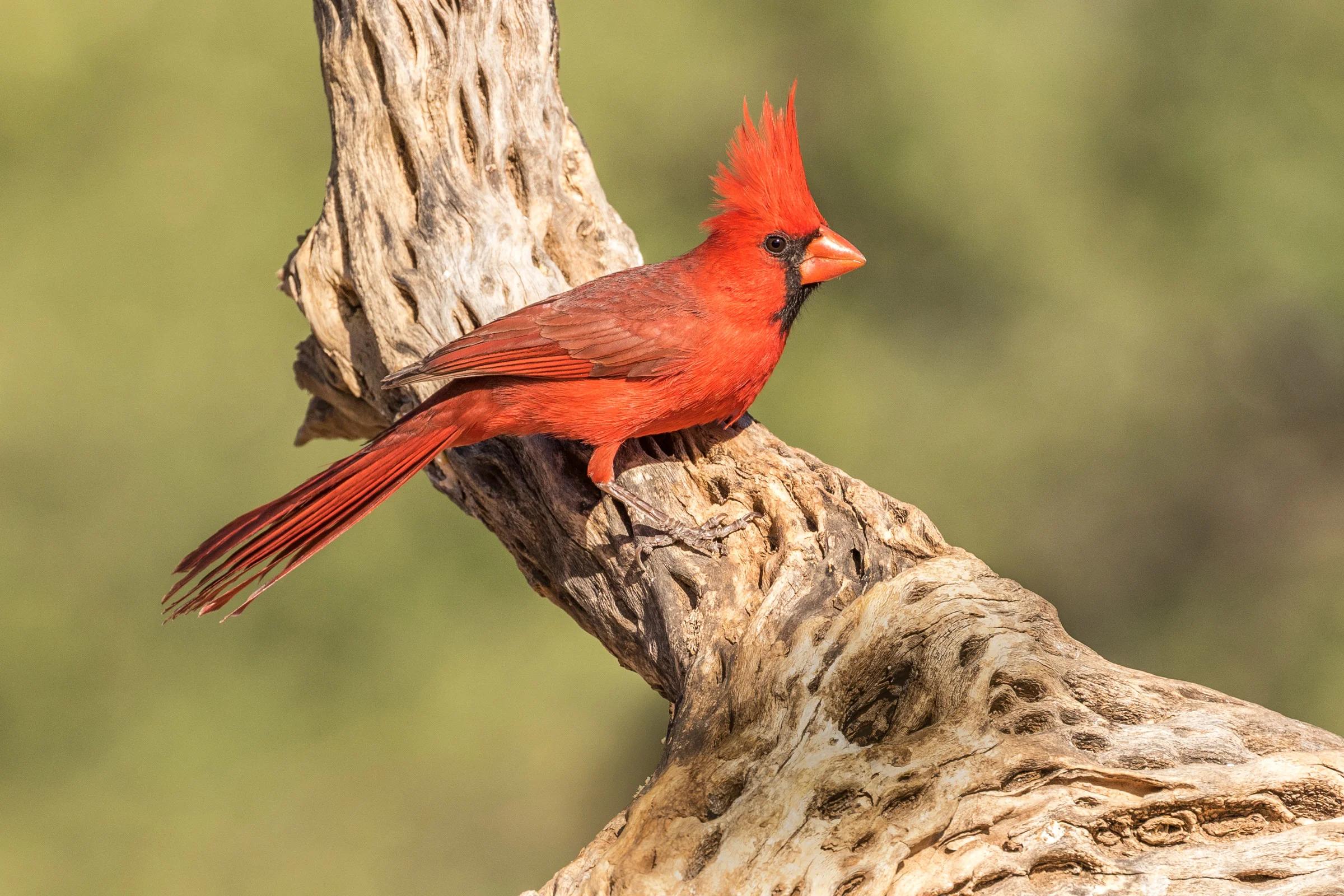 Animales de la región serrana: El ave cardenal - Qué tipo de animal es el cardenal animales de region serrana aves cardenal - Qué tipo de animal es el cardenal