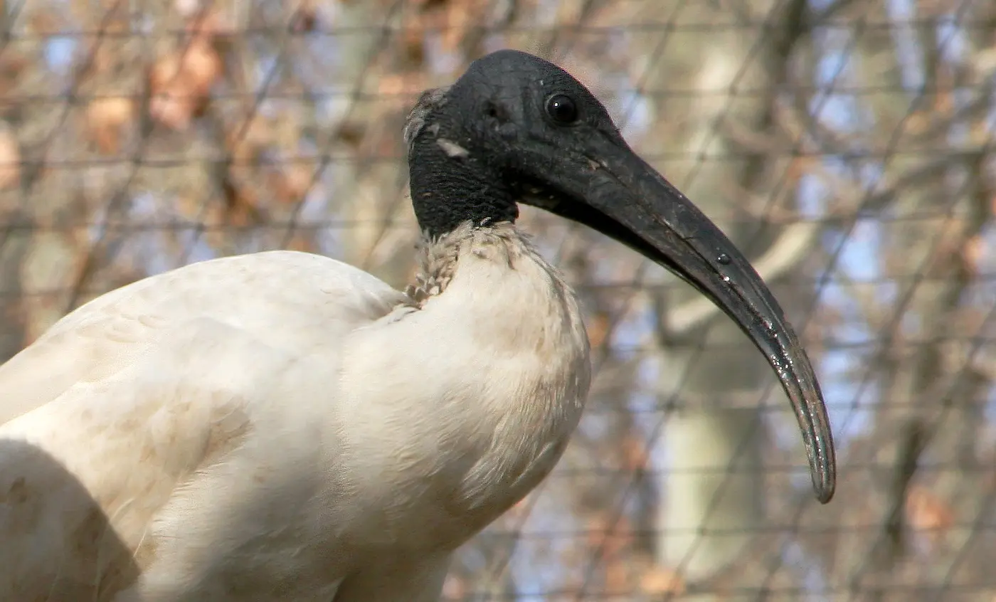 ibis rojo ave - Qué tipo de animal es el ibis