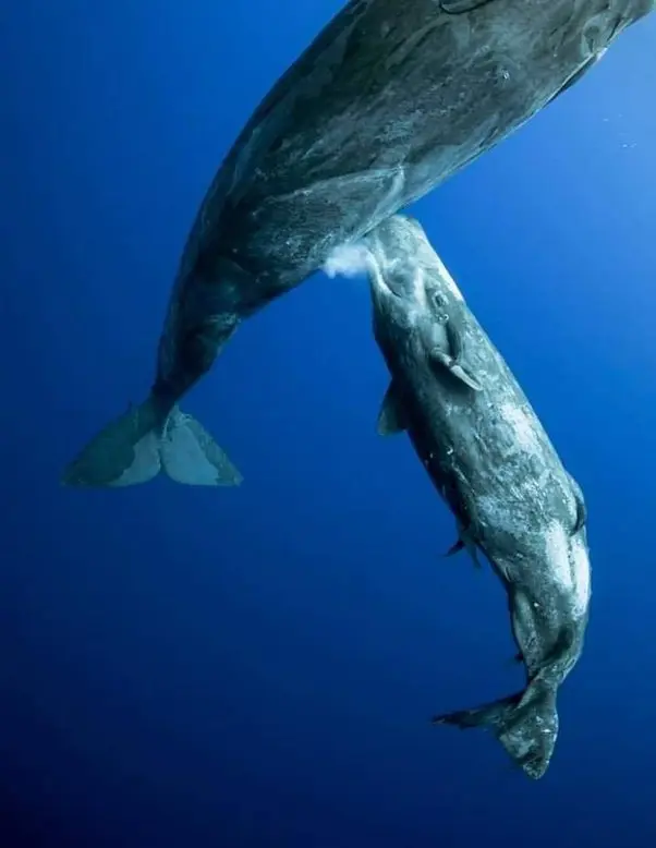 la ballena y los murciélagos pertenecen a las aves - Qué tipo de animal es la ballena