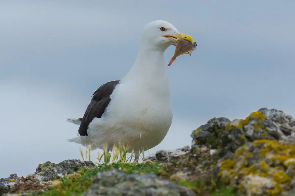 aves que comen cangrejos y mejillones - Qué tipo de animal es la gaviota según su alimentación
