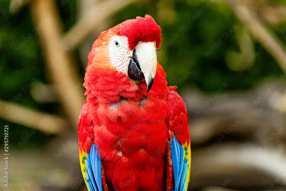 ave guacamaya - Qué tipo de animal es la guacamaya