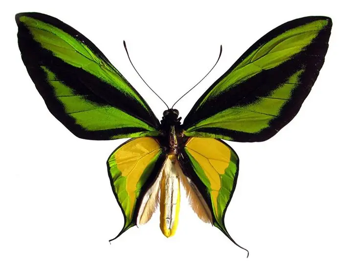 las mariposas son aves o insectos - Qué tipo de animal es la mariposa