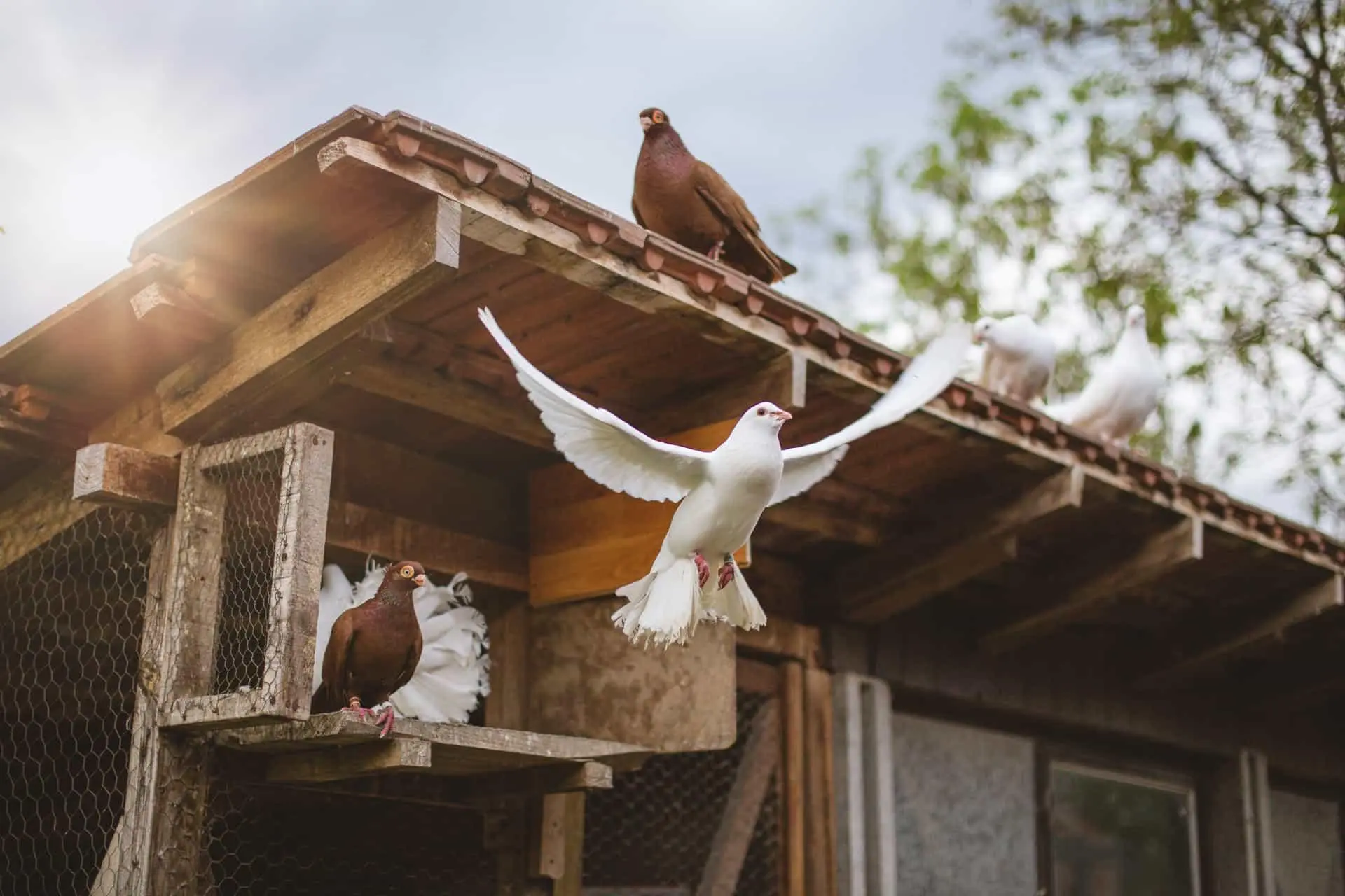 la paloma es un ave - Qué tipo de animal es la paloma según su alimentación