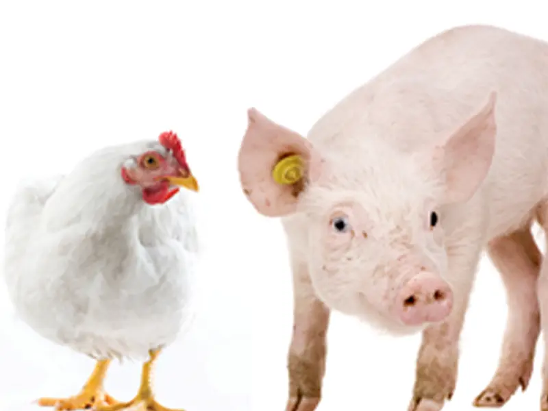 Cerdos y aves: una relación simbiótica - Qué tipo de animal es un cerdo cerdos y aves - Qué tipo de animal es un cerdo