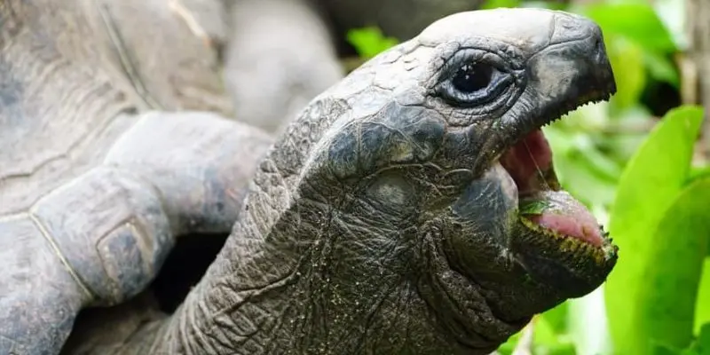 caracteristicas del pajaro tortuga - Qué tipo de animal es una tortuga