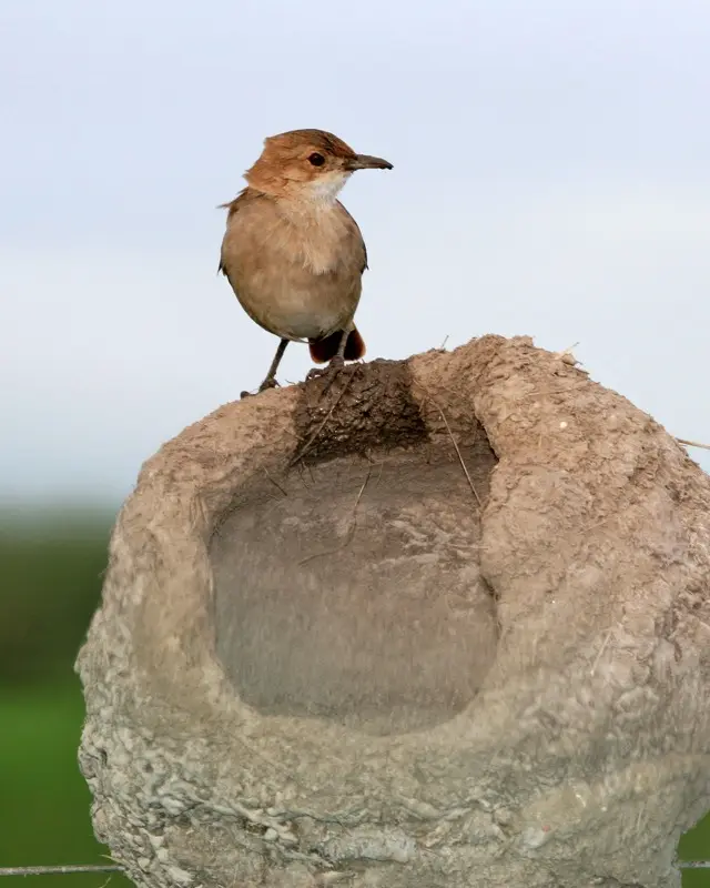 animales de la zona costera de argentina peces aves - Qué tipo de animales hay en la playa