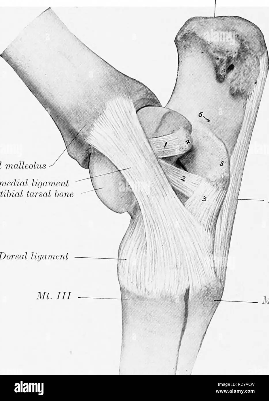 articulación tarsiana ave - Qué tipo de articulación es la Intertarsiana