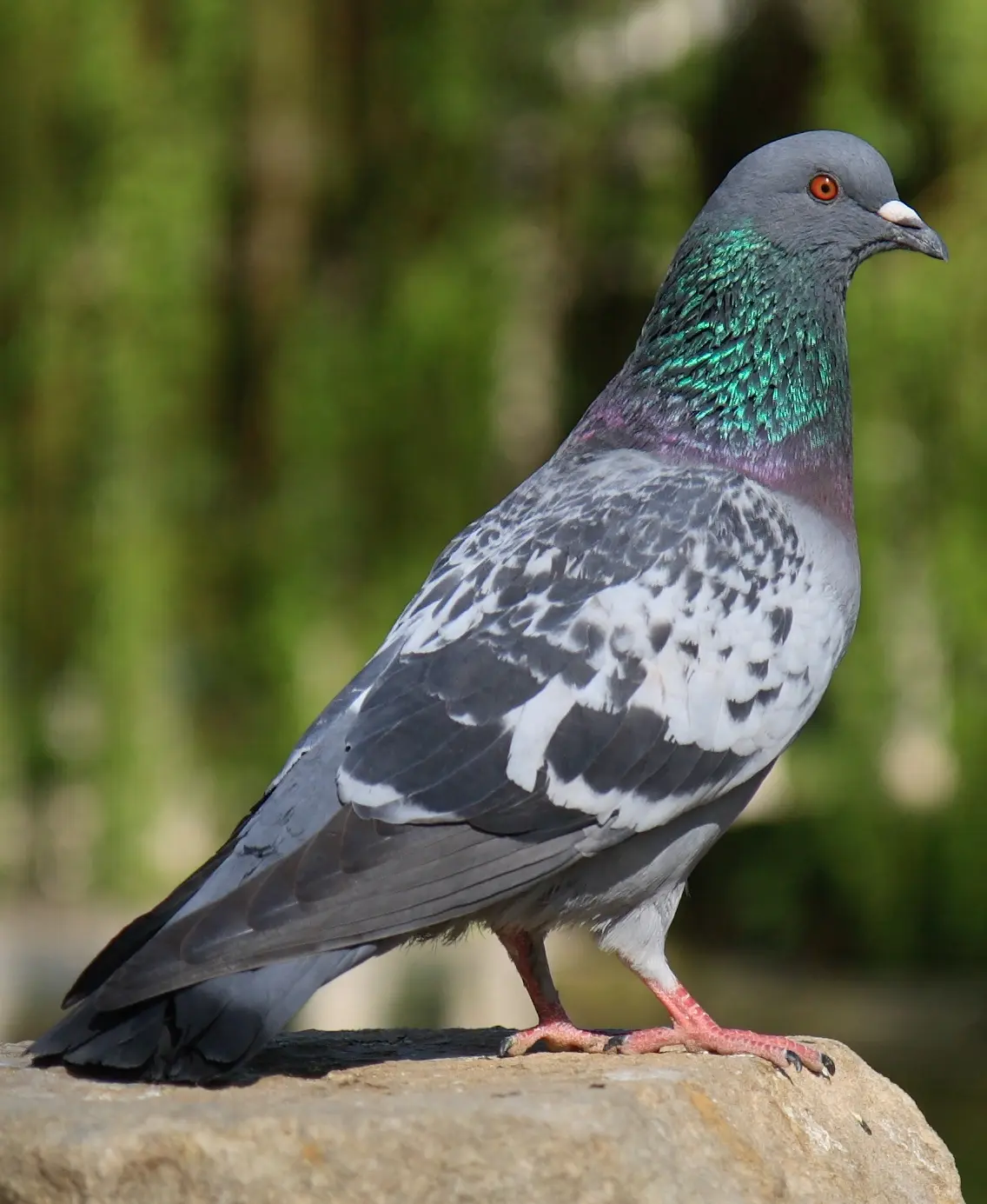 las palomas aves - Qué tipo de ave es la paloma