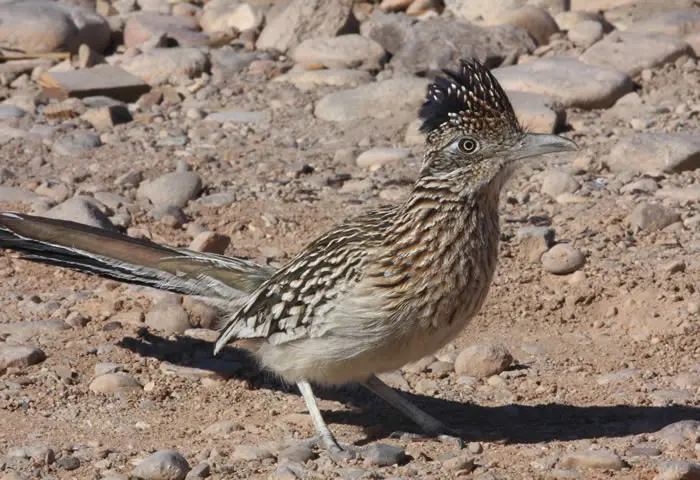 aves del desierto mexicano - Qué tipo de aves hay en el desierto