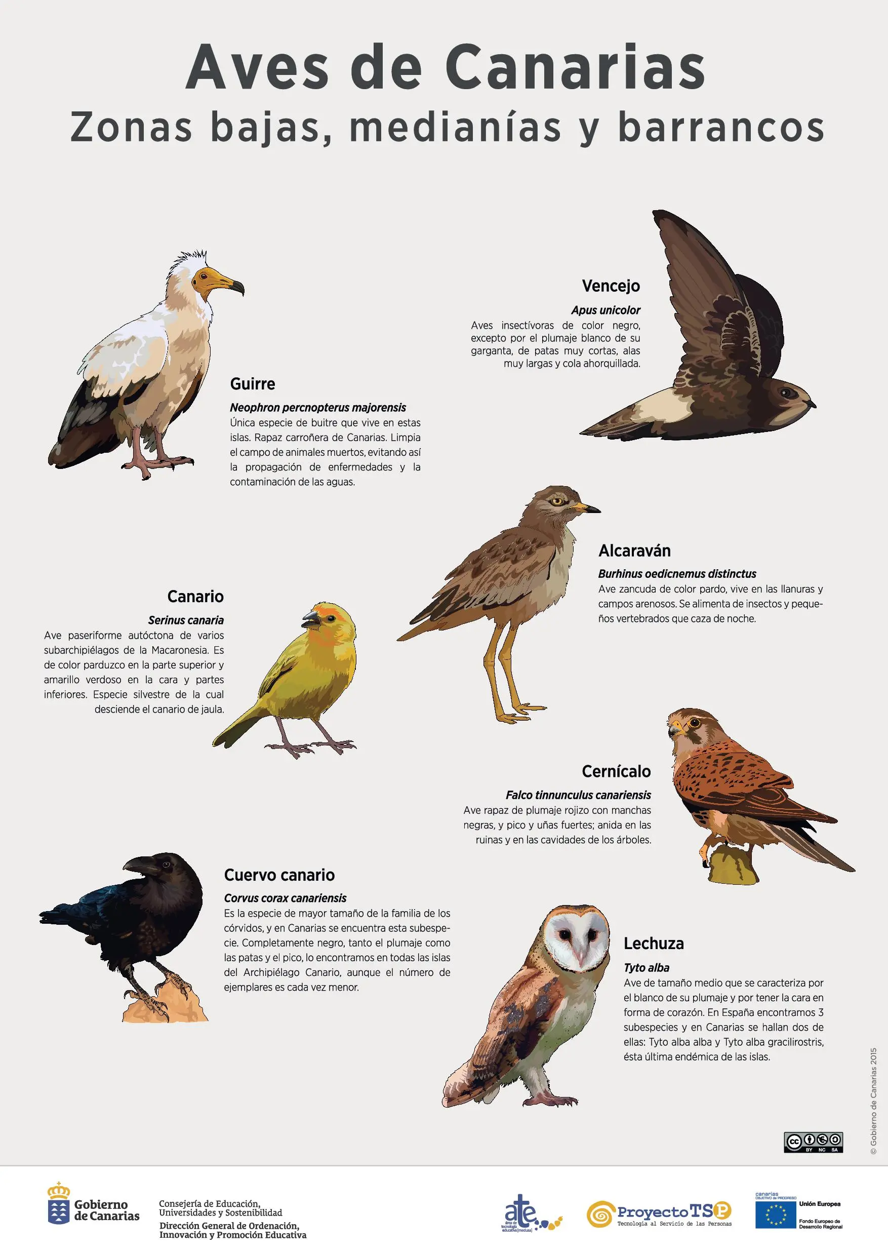 ave generalmente amarilla de las islas canarias y madeira - Qué tipo de aves son los canarios