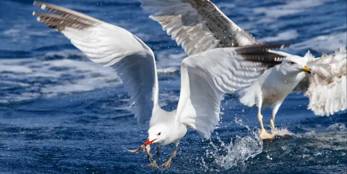 alimento de las aves marinas - Qué tipo de consumidor son las aves marinas