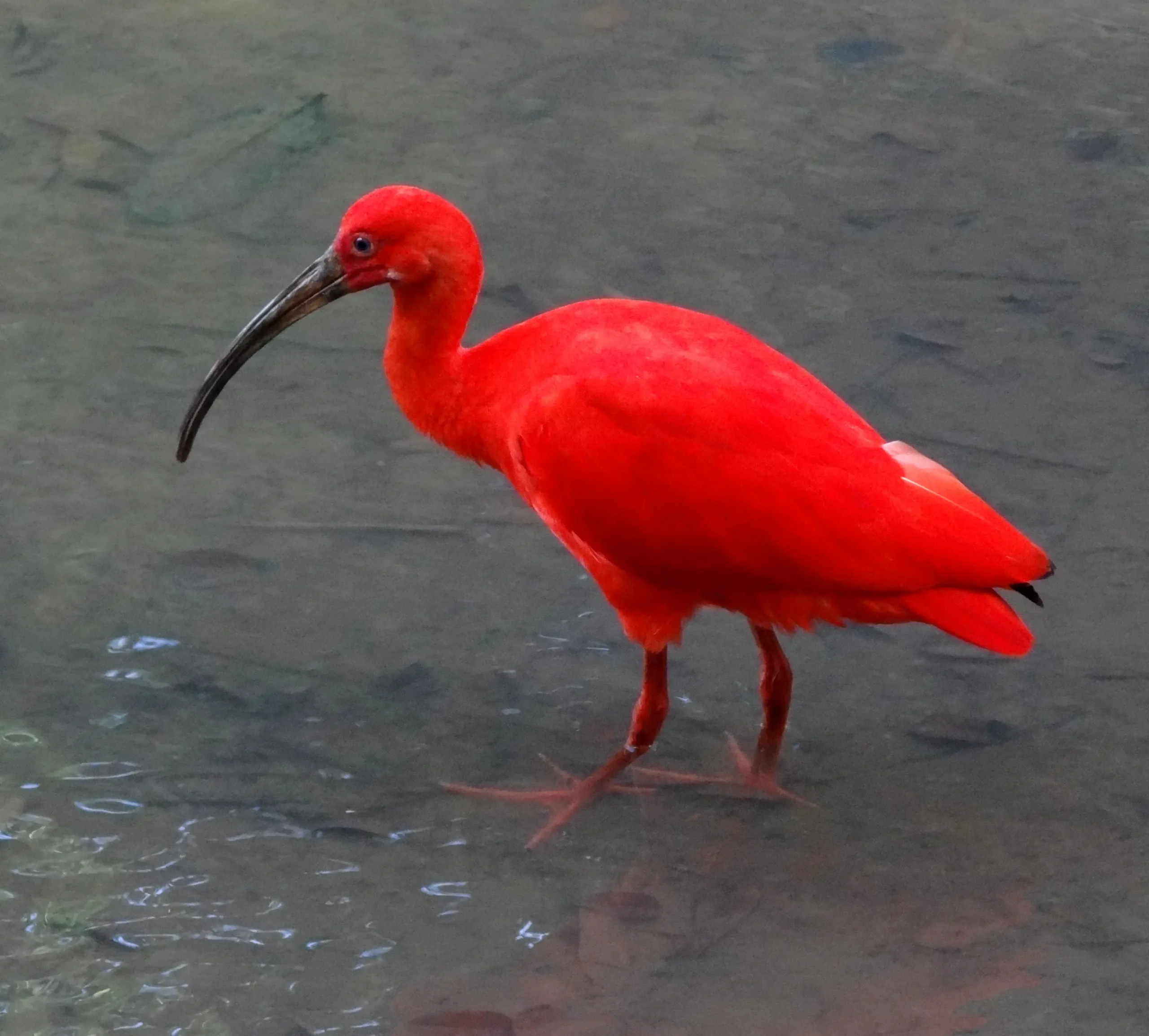 corocoro ave - Qué tipo de dieta tiene el ibis escarlata