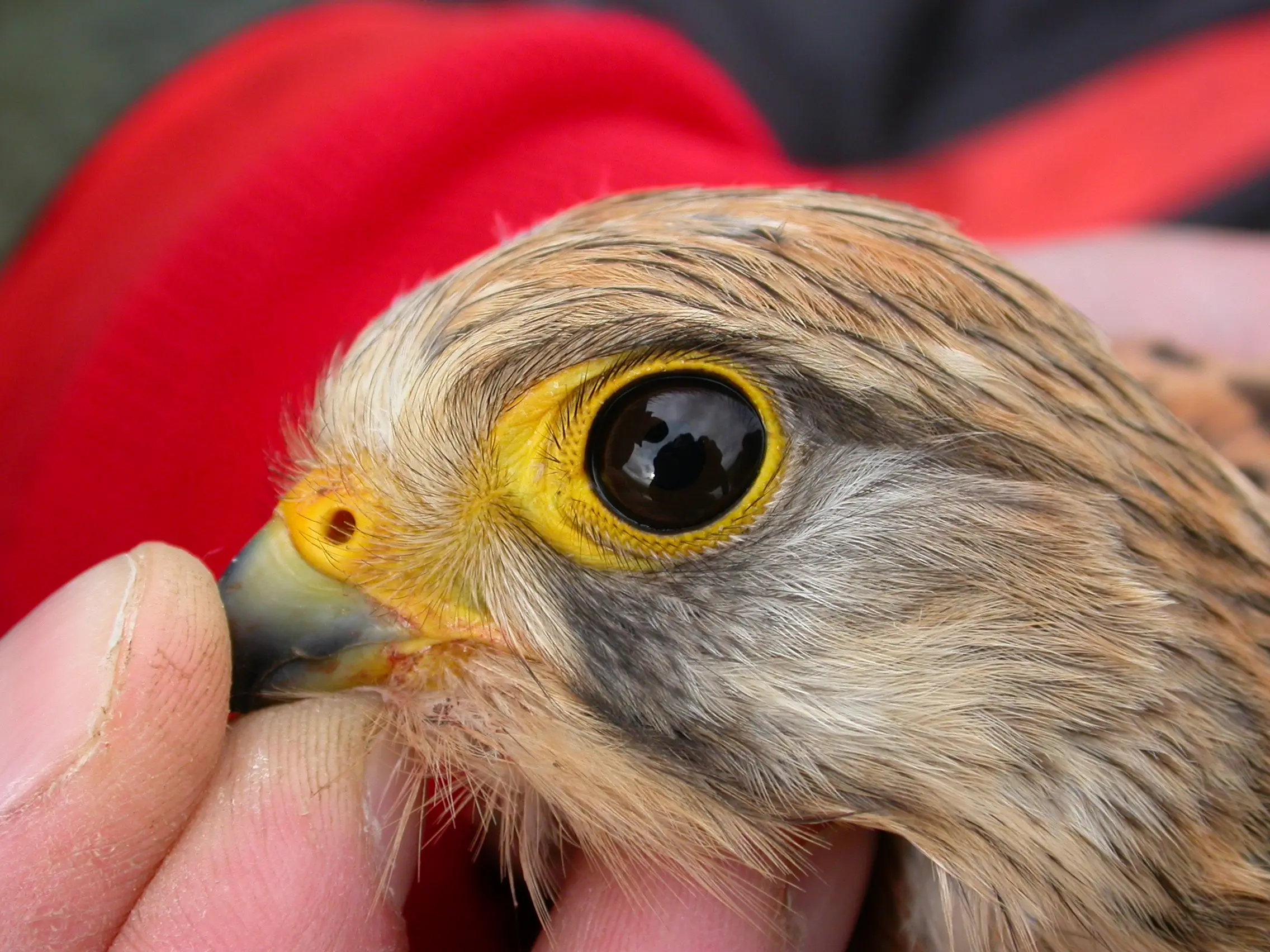 como es la piel de las aves - Qué tipo de epitelio recubre la piel de las aves