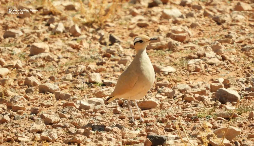 marruecos aves - Qué tipo de flora tiene Marruecos