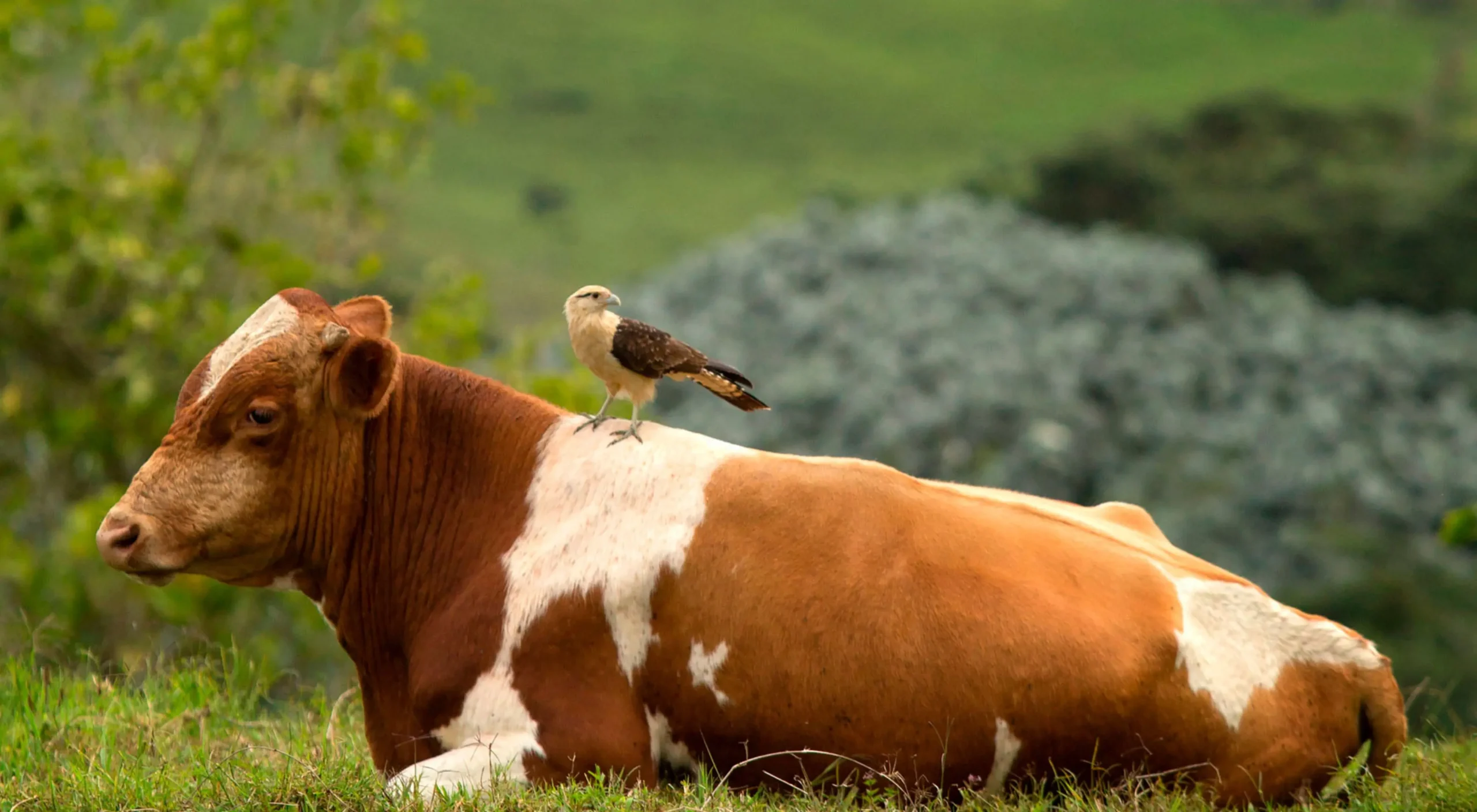 Ganado de aves - Tipos de ganado avícola - Qué tipo de ganado es la gallina ganado aves - Qué tipo de ganado es la gallina