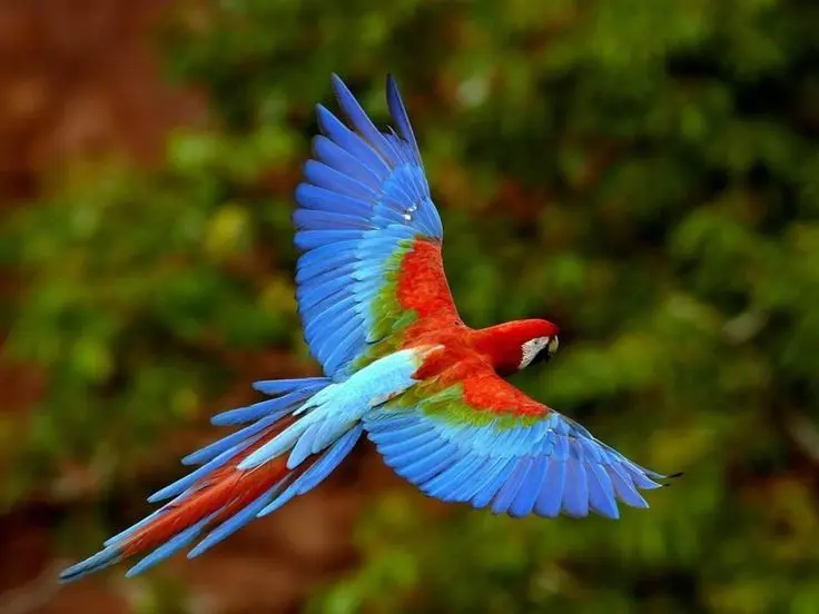 pajaros guacamayas - Qué tipo de Guacamayas hay