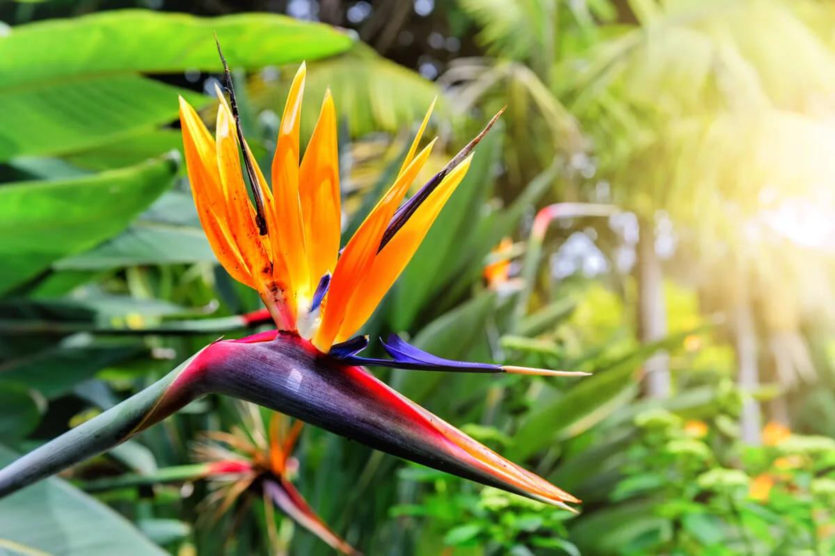 ave del paraiso anatomia de la flor - Qué tipo de inflorescencia es el ave del paraíso